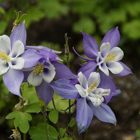 Aquilegia caerulea 'Deep Blue & White' ~ Kirigami™ Deep Blue & White Columbine