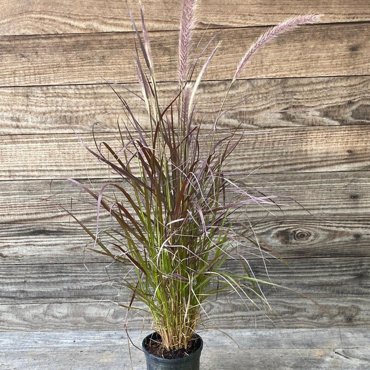 Pennisetum setaceum 'Rubrum' ~ Graceful Grasses® Purple Fountain Grass, Red Fountain Grass