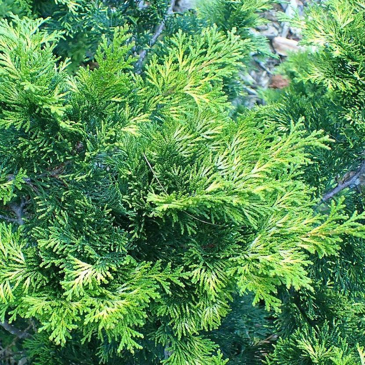 Chamaecyparis obtusa 'Verdonii' ~ Verdonii Hinoki Cypress