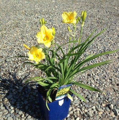 Hemerocallis 'Happy Returns' ~ Happy Returns Daylily