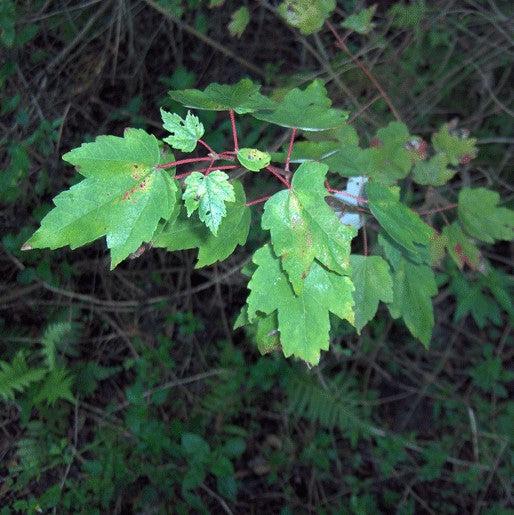 Acer rubrum 'Frank Jr.' PP16769 ~ Redpointe® Red Maple