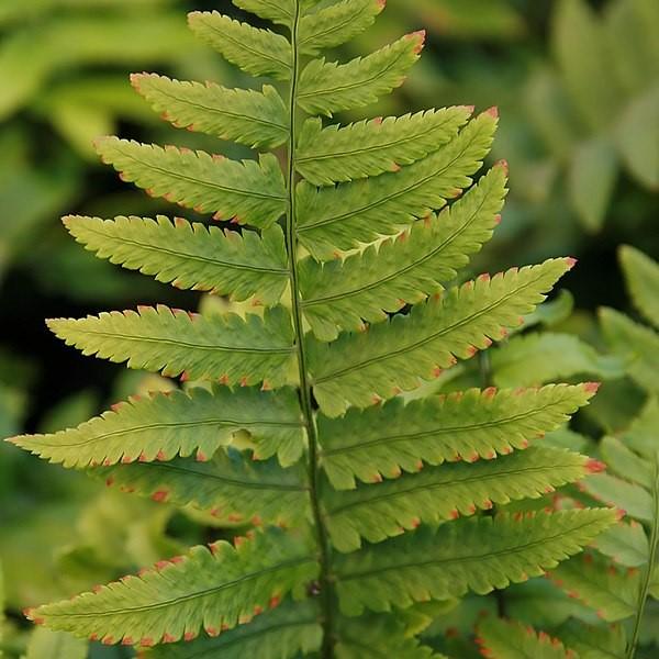 Dryopteris cycadina or D. atrata ~ Shaggy Shield Fern, Black Wood Fern