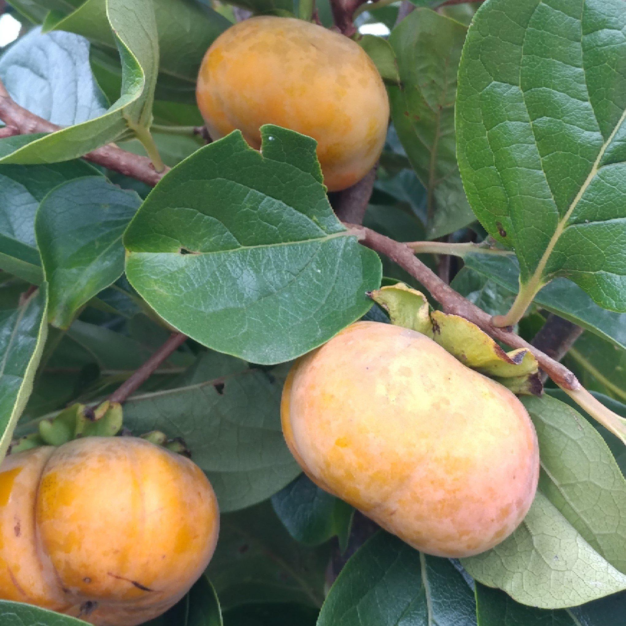 Fuyu Diospyros kaki 'Fuyu' ~ Fuyu Japanese Persimmon – JTSOP Farms
