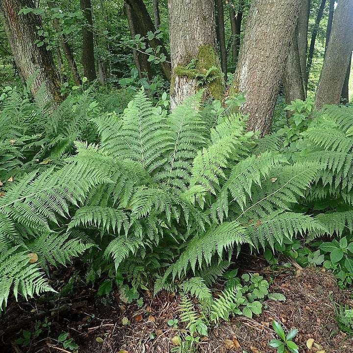 Athyrium filix-femina ~ Lady Fern