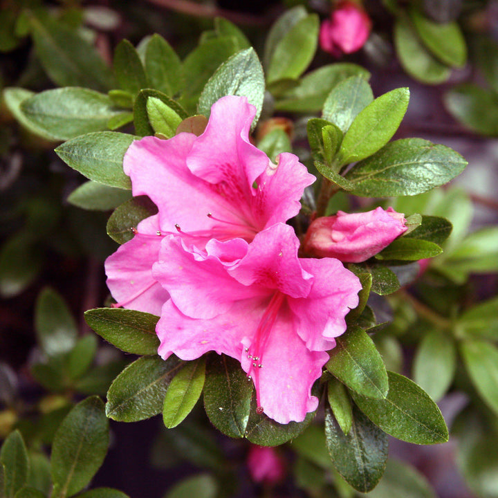 Azalea x 'Gumpo Rosa' ~ Gumpo Rosa Azalea