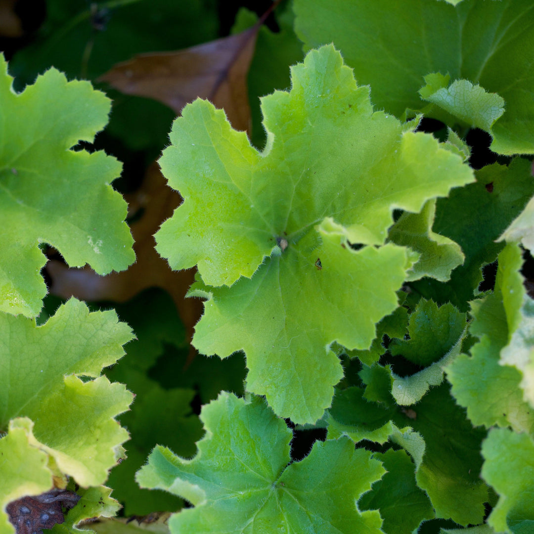 Heuchera 'Guacamole' ~ Guacamole Heuchera