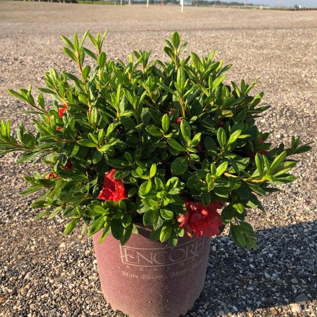 Rododendro 'Conleb' ~ Encore® Autumn Embers™ Azalea