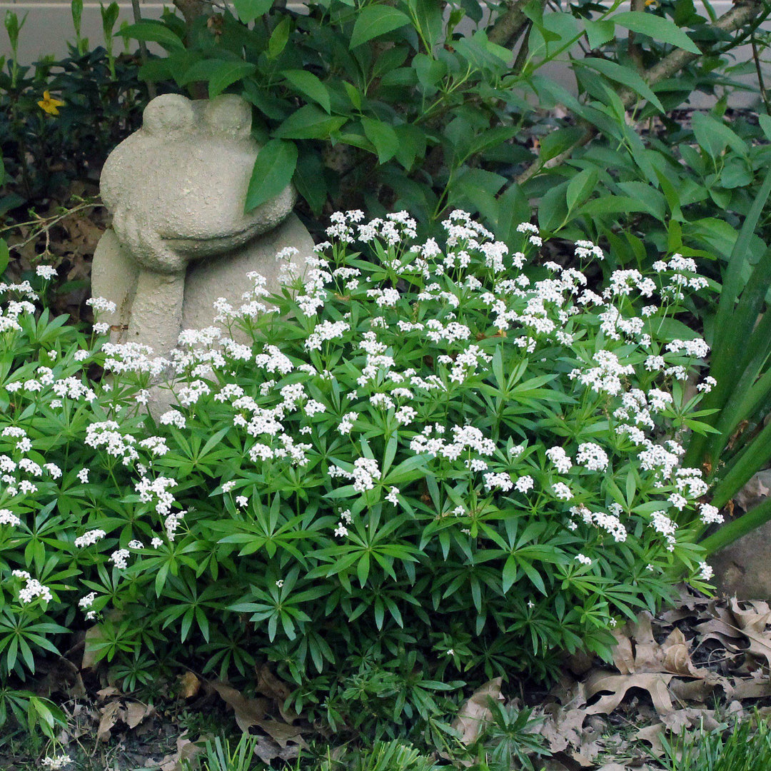 Galium odoratum ~ Sweet Woodruff