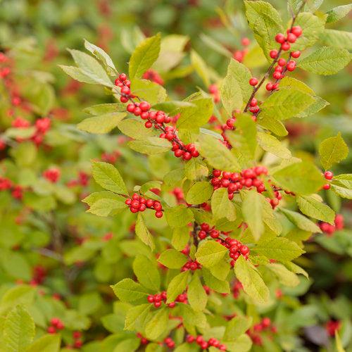 Ilex verticillata 'Spravy' ~ Berry Heavy® Winterberry