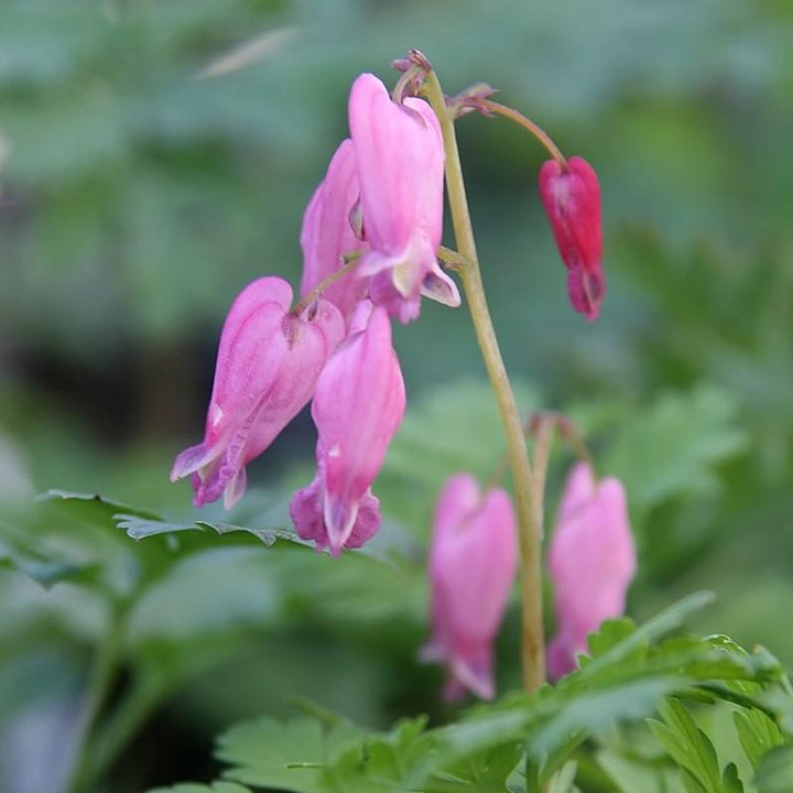 Dicentra formosa 'Luxuriant' ~ Luxuriant Bleeding Heart