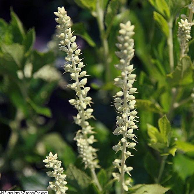 Clethra alnifolia 'Sixteen Candles' ~ Sixteen Candles Summersweet