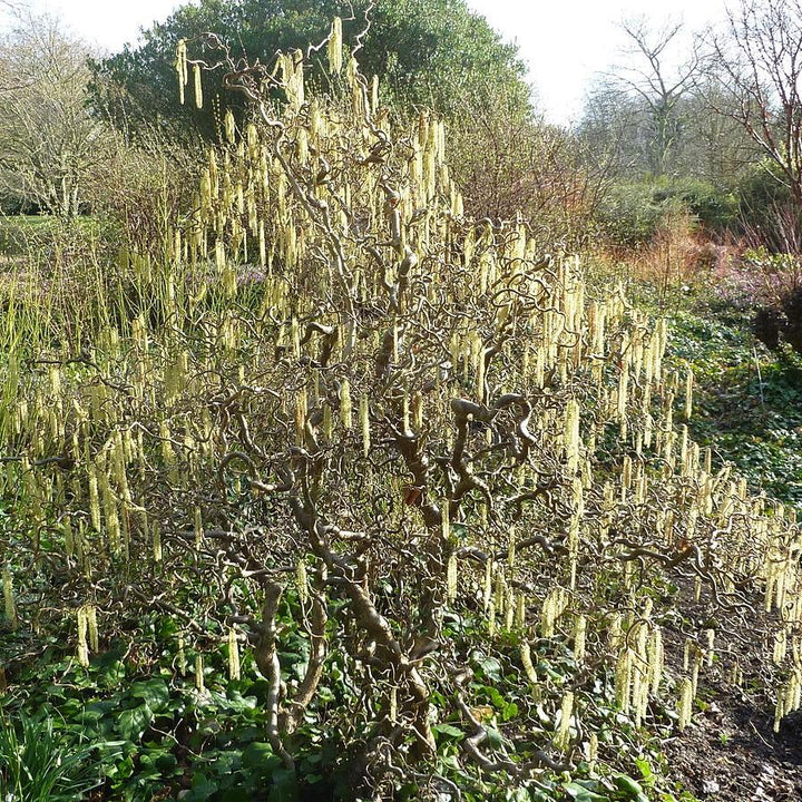 Corylus avellana 'Contorta' ~ Contorted Filbert, Harry Lauder’s Walking Stick