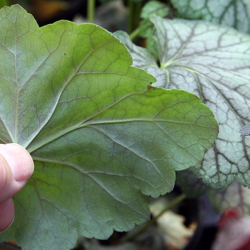 Heuchera americana 'Green Spice' ~ Green Spice Coral Bells