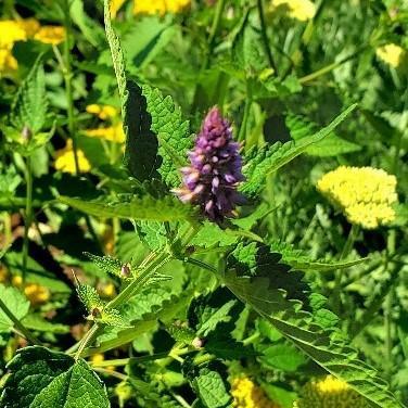 Agastache rugosa 'Little Adder' ~ Little Adder Hyssop