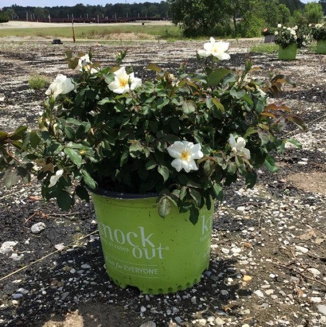 Rosa 'Radwhite' PP#20,273 ~ White Knock Out® Rose – JTSOP Farms