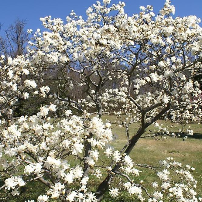 Magnolia stellata 'Royal Star' ~ Royal Star Magnolia