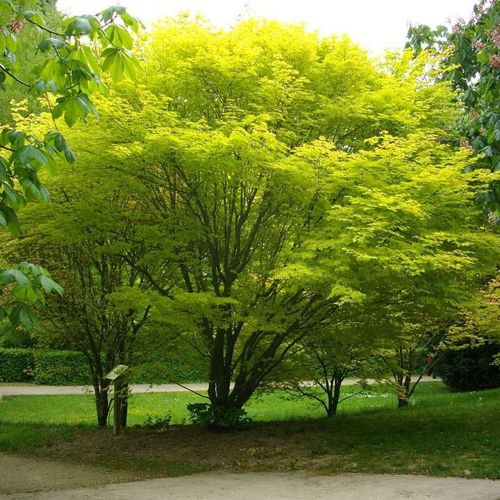 Acer palmatum ~ Japanese Maple