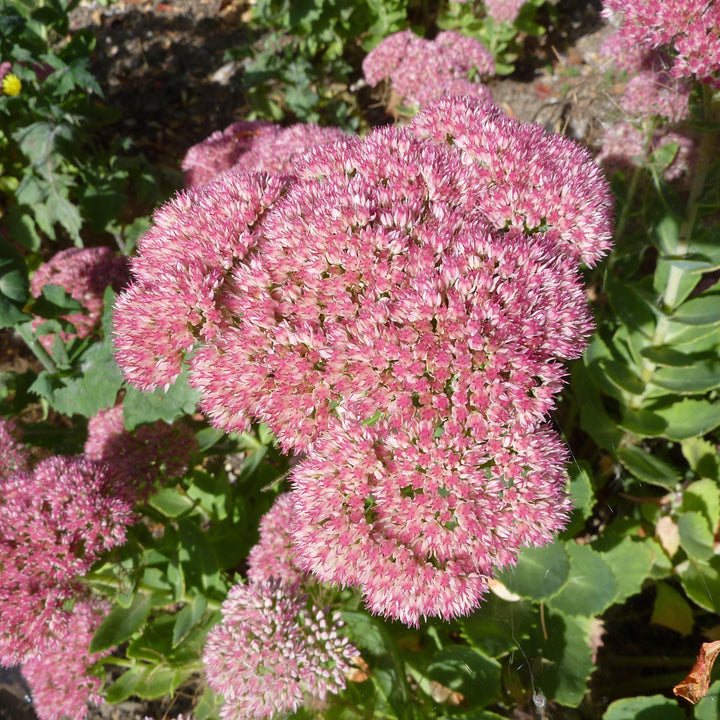 Sedum spectabile 'Autumn Joy' ~ Autumn Joy Stonecrop