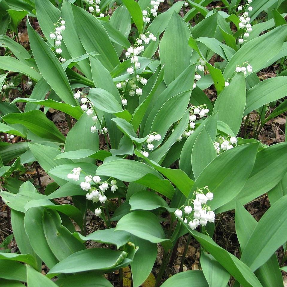 Convallaria majalis ~ Lily of the Valley