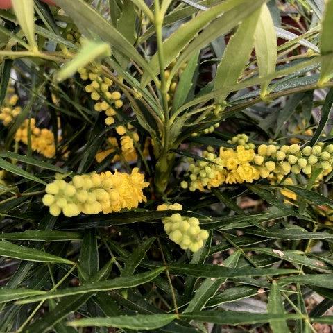 Mahonia eurybracteata 'Caricia Suave' ~ Caricia Suave Mahonia