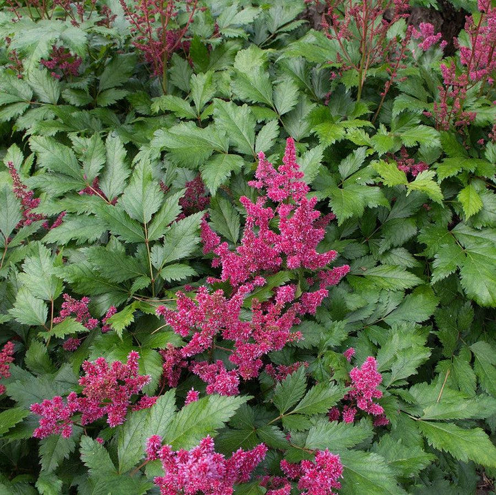 Astilbe japonica 'Red Sentinel' ~ Red Sentinel Astilbe