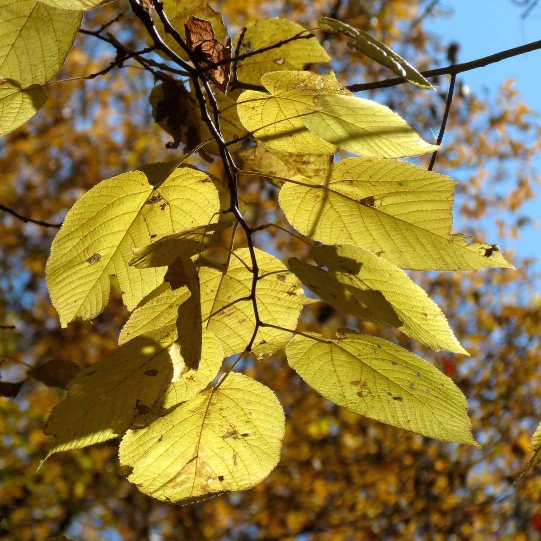 Tilia americana ~ Basswood, Linden Tree