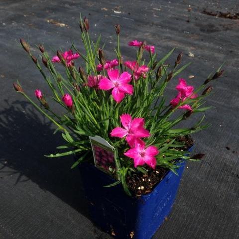 Dianthus 'Kahori' ~ Kahori Dianthus, Carnation