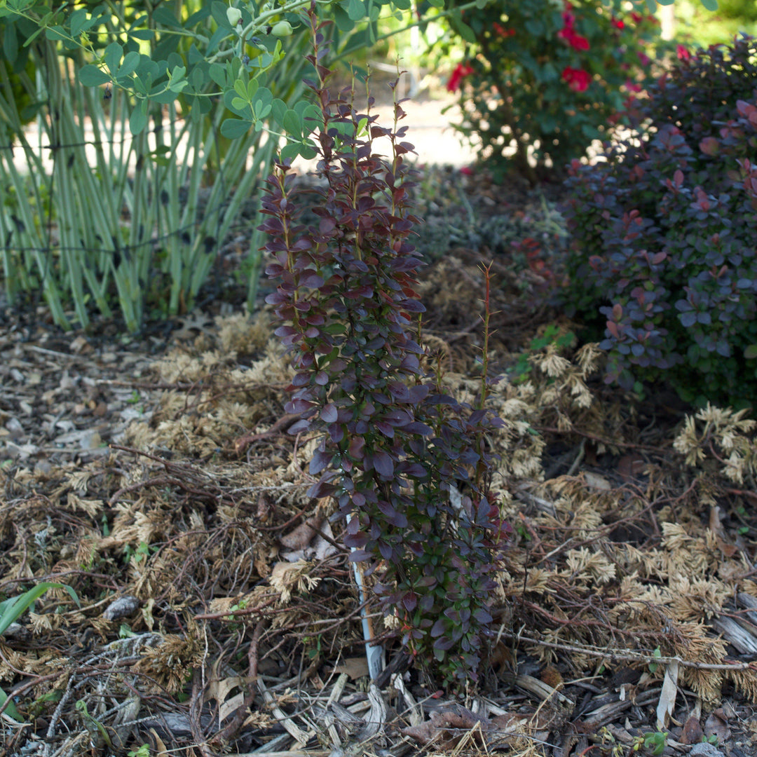 Berberis thunbergii f. atropurpurea 'Helmond Pillar' ~ Agracejo Helmond Pillar