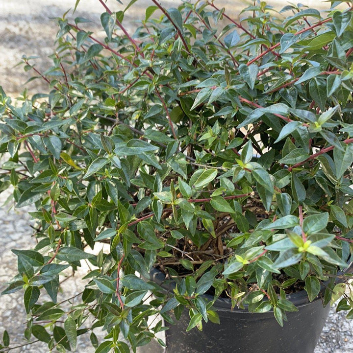 Abelia 'Edward Goucher' ~ Edward Goucher Abelia