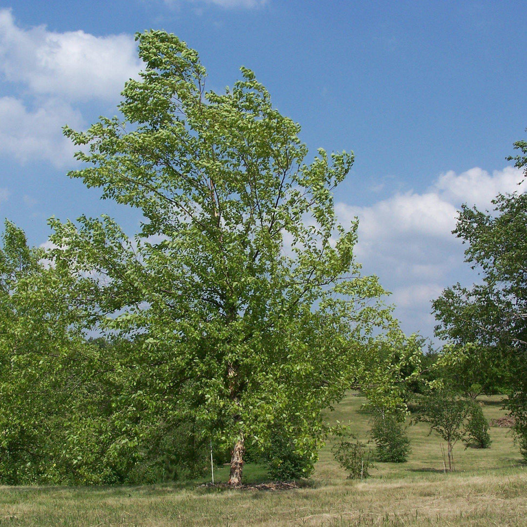 Betula nigra 'BNMTF' ~ Dura Heat® River Birch