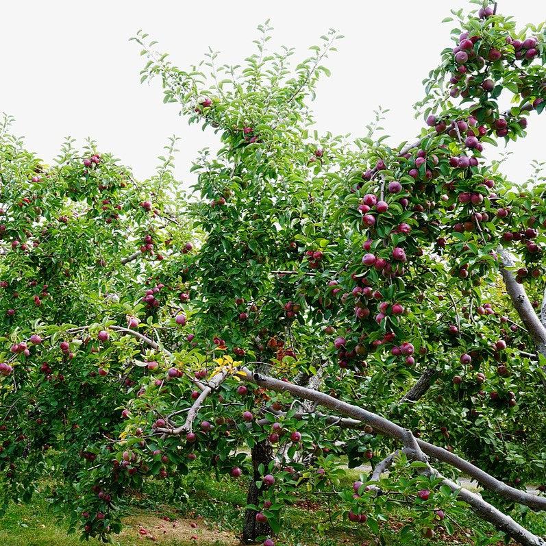 Malus domestica 'McIntosh' ~ Manzana McIntosh