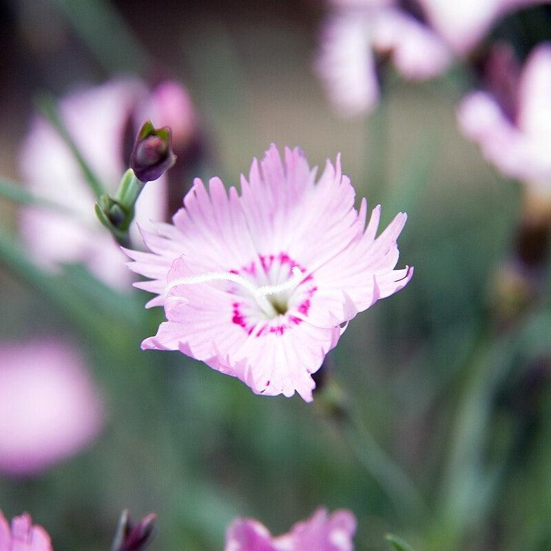 Dianthus 'Bath's Pink' ~ Bath's Pink Dianthus