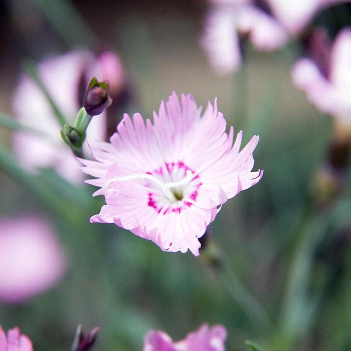 Dianthus 'Bath's Pink' ~ Bath's Pink Dianthus