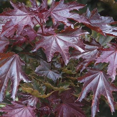 Acer platanoides 'Crimson Sentry' ~ Crimson Sentry Norway Maple