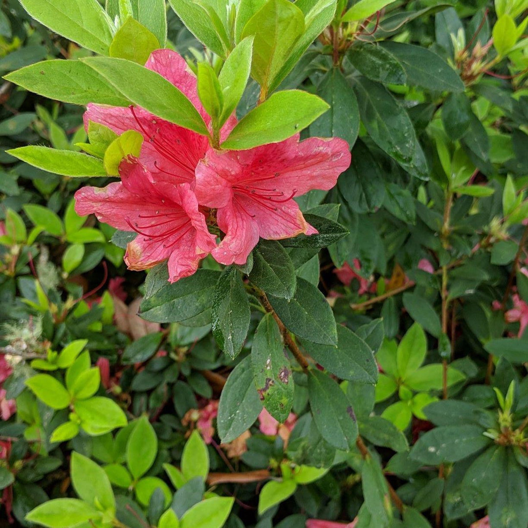 Rododendro 'Conled' ~ Encore® Autumn Coral™ Azalea