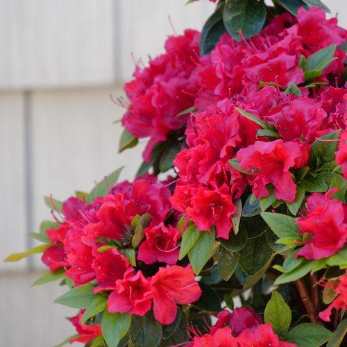 Rhododendron x 'NCRX8' ~ PW® Perfecto Mundo® Red Azalea