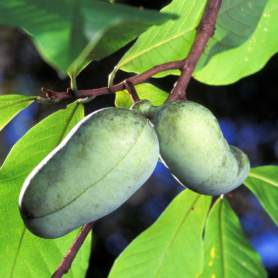 Asimina triloba ~ Common Pawpaw, Tall Pawpaw
