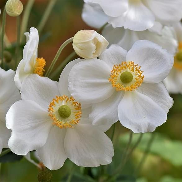 Anemone hupehensis 'Pretty Lady Maria' ~ Pretty Lady Maria Anemone