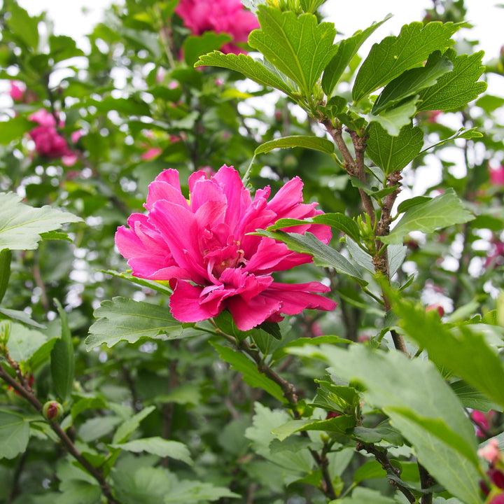 Hibiscus syriacus 'Lucy' ~ Lucy Hibiscus