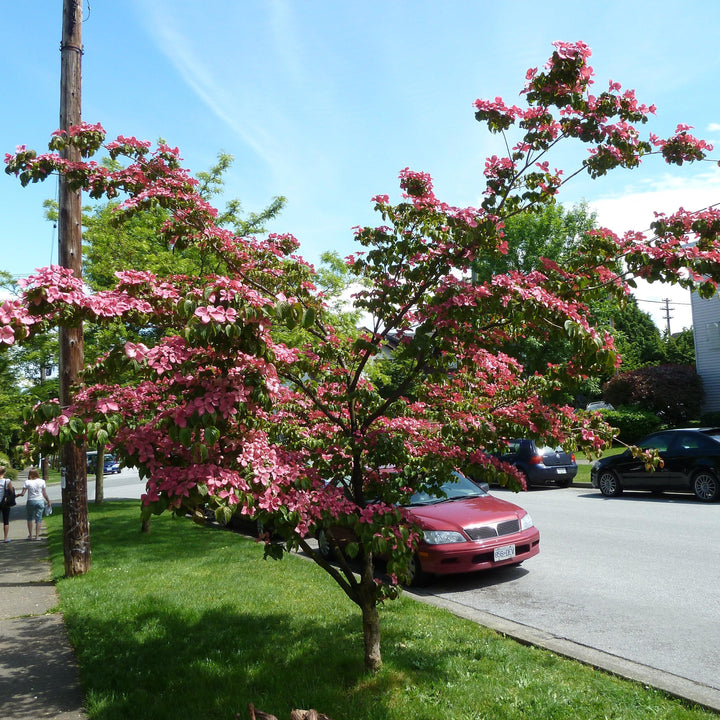 Cornus kousa x 'KNI44-2' ~ Rosy Teacups® Dogwood