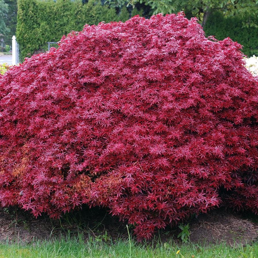 Acer palmatum 'Shaina' ~ Shaina Japanese Maple