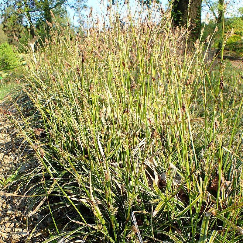 Carex morrowii 'Ice Dance' ~ Ice Dance Sedge