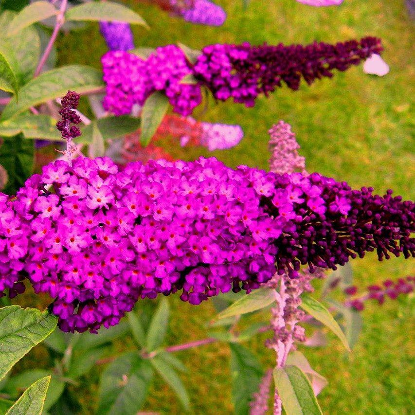 Buddleia davidii 'Royal Red' ~ Arbusto de mariposa rojo real