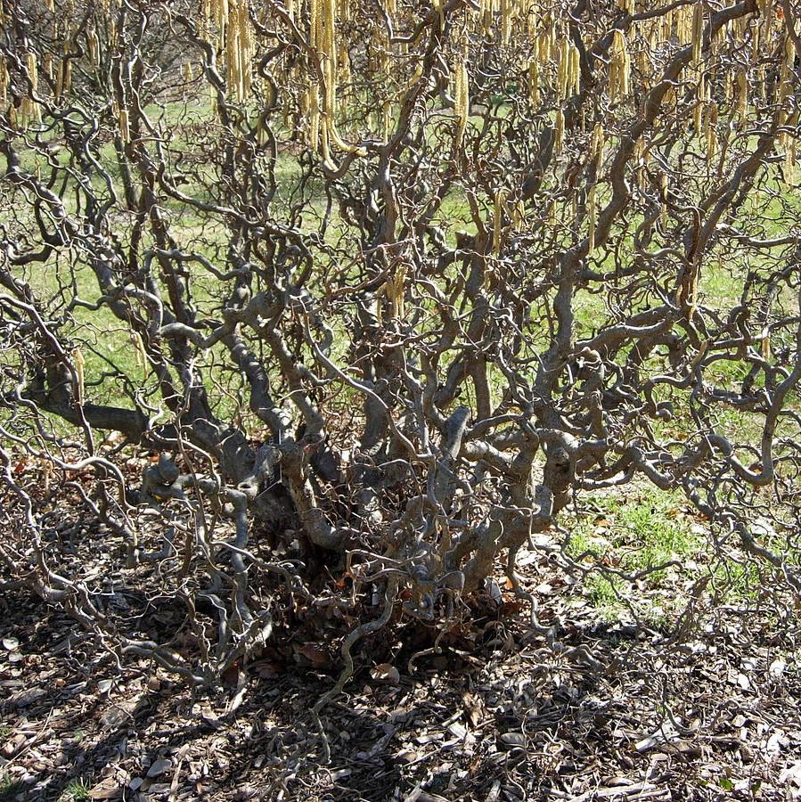 Corylus avellana 'Contorta' ~ Contorted Filbert, Harry Lauder’s Walking Stick