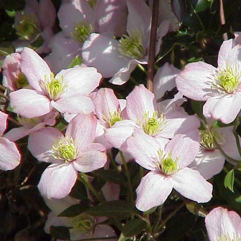 Clematis montana 'Rubens' ~ Rubens Anemone Clematis