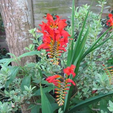 Crocosmia 'Lucifer' ~ Lucifer Crocosmia