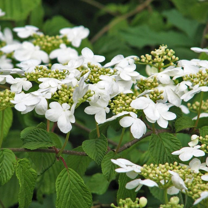 Viburnum plicatum 'Shasta' ~ Shasta Viburnum, Viburnum de doble lima