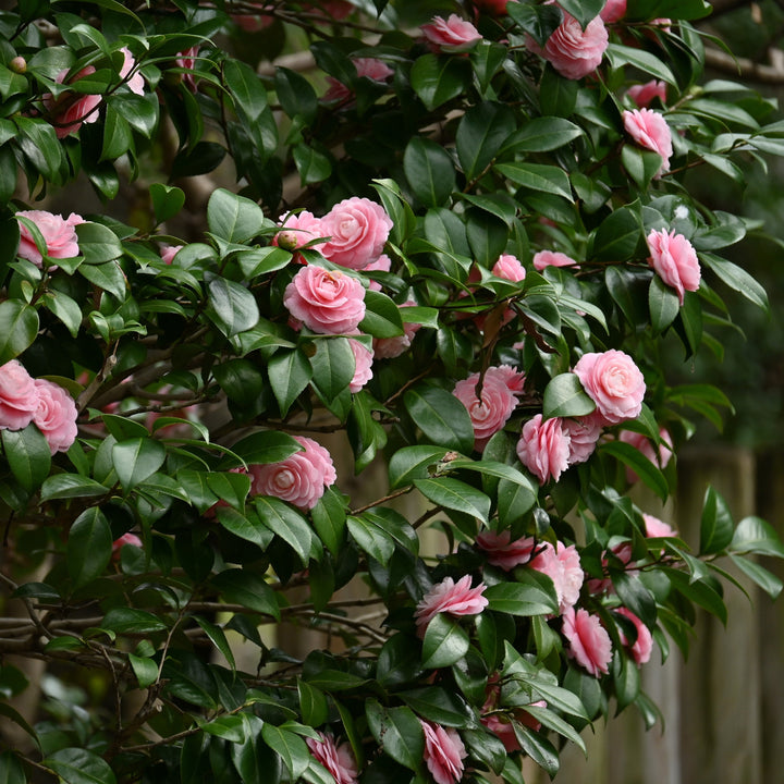 Camellia japonica 'April Pink' ~ April Pink Camellia