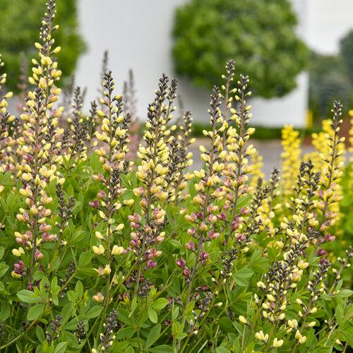 Baptisia 'Pink Lemonade' PP30,669 ~ PW® Decadence® Deluxe Pink Lemonade False Indigo