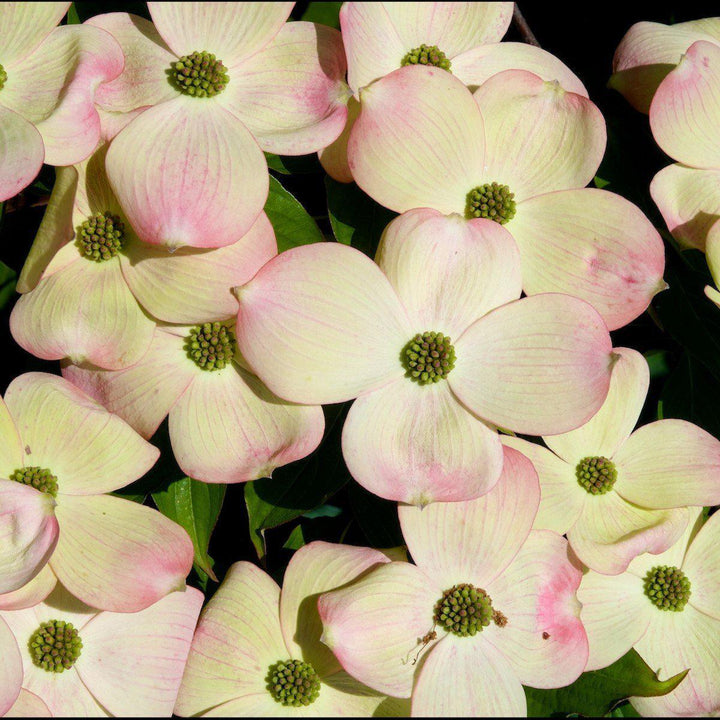 Cornus kousa x 'Rutgan' ~ Cornejo rosa estelar